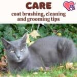 Korat cat care: coat brushing, cleaning and grooming tips