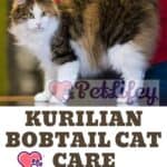 Kurilian-Bobtail-Cat-care-from-hygiene-to-grooming-1a