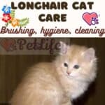 Kurilian Bobtail Longhair Cat care: brushing, hygiene, cleaning
