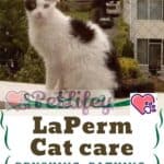 LaPerm Cat care: brushing, bathing, grooming tips
