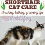 LaPerm Shorthair Cat care: brushing, bathing, grooming tips