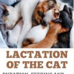 Lactation of the cat: duration, feeding and possible problems