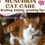 Longhair Munchkin Cat Care: brushing, bathing, grooming Tips