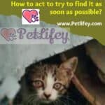 Lost your cat: how to act to try to find it as soon as possible?