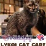 Lykoi Cat care: from grooming to bathing this breed