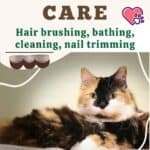 Manx Cat care: hair brushing, bathing, cleaning, nail trimming