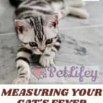 Measuring your cat's fever: an easy step by step guide