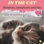 Menstruation in the cat: duration, symptoms and tips