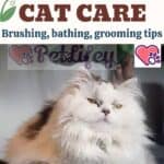 Minuet Cat care: brushing, bathing, grooming tips