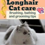 Minuet Longhair Cat care: brushing, bathing and grooming tips