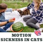 Motion sickness in cats: cause, symptoms, treatment and prevention