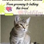 Munchkin Cat care: from grooming to bathing this breed