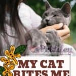 My cat bites me: 6 reasons why