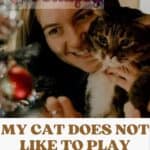 My cat does not like to play: why?