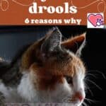 My cat drools: 6 reasons why