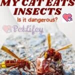 My cat eats insects: is it dangerous?