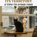 My cat is marking its territory: 5 tips to avoid this