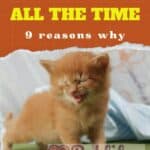 My cat meows all the time: 9 reasons why