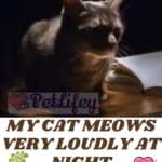 My cat meows very loudly at night: 5 possible reasons
