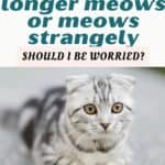 My-cat-no-longer-meows-or-meows-strangely-should-I-be-worried-1a