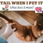 My cat raises its tail when I pet it. What does it mean?