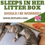 My cat sleeps in her litter box: should I be worried?
