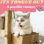 My cat sticks its tongue out: 6 possible reasons