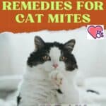 Natural remedies for cat mites