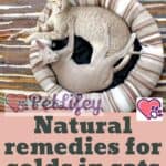Natural remedies for colds in cats: how to cure them naturally