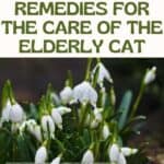 Natural remedies for the care of the elderly cat