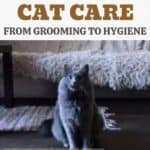 Nebelung Cat care: from grooming to hygiene