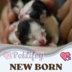 New born kitten care