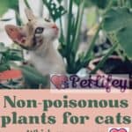 Non-poisonous plants for cats: which ones you can keep at home
