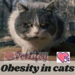 Obesity in cats: the risks, causes and symptoms
