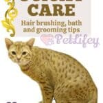 Ocicat care: hair brushing, bath and grooming tips