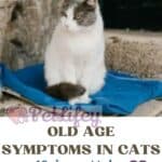 Old-age-symptoms-in-cats-10-signs-not-to-be-underestimated-1a