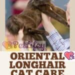 Oriental Longhair cat care: from grooming to bathing