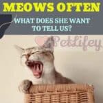 Our cat meows often. What does she want to tell us?