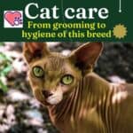 Peterbald Cat care: from grooming to hygiene of this breed