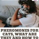 Pheromones for cats, what are they and how to use them?