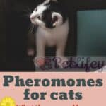 Pheromones-for-cats-what-they-are-and-how-they-are-received-1a