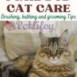 Pixie Bob Cat Care: brushing, bathing and grooming Tips
