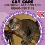 Pixiebob Longhair Cat care: brushing, bathing and grooming tips
