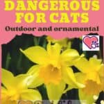 Plants dangerous for cats: outdoor and ornamental