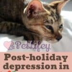 Post-holiday depression in cats