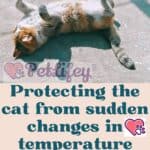 Protecting-the-cat-from-sudden-changes-in-temperature-tips-and-remedies-1a