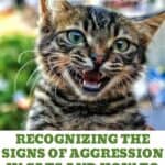 Recognizing-the-signs-of-Aggression-in-Cats-and-how-to-treat-it-1a