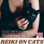 Reiki-on-cats-all-the-benefits-for-animals-1a