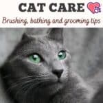 Russian Blue Cat care: brushing, bathing and grooming tips