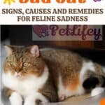 Sad cat: signs, causes and remedies for feline sadness